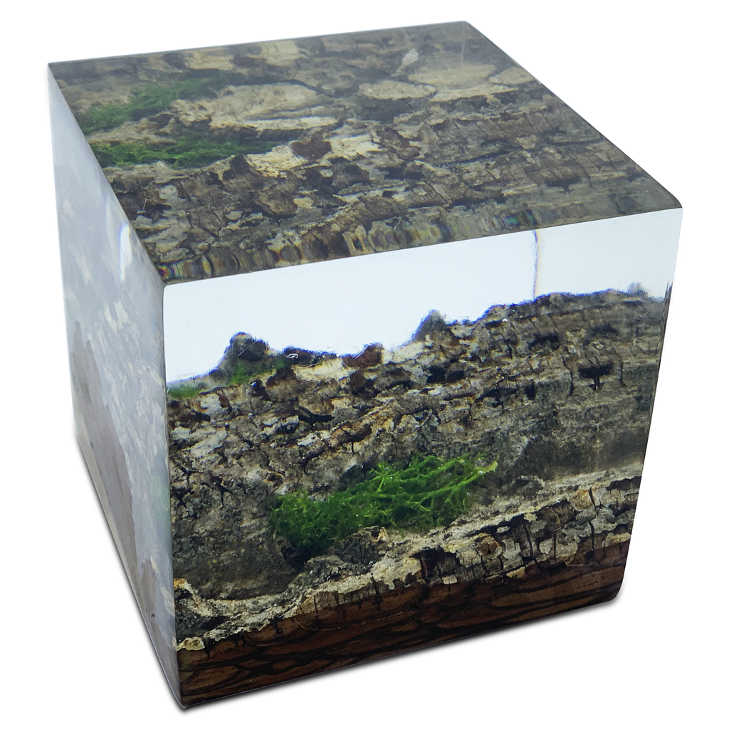 Wood Bark Minimal decorative cube with natural bark and green moss inside